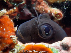 Peek a boo Ecsenius namiyei by Sofia Tenggrono 